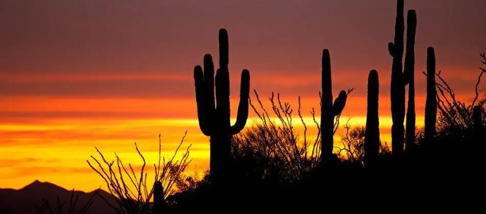 Silhouette of a cactus on a sunset view